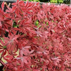 Witchhedge Expanding Artificial Hedge Screening - Red Acer