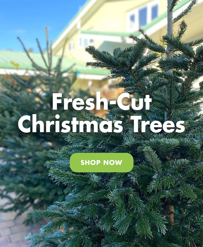 Fresh-Cut Christmas Trees