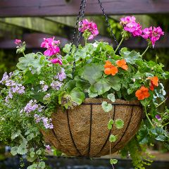 Tom Chambers - Traditional Hanging Basket Twin Pack