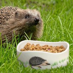 CJ Wildlife - Hedgehog Bowl