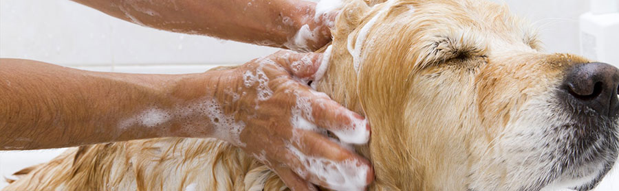 Dog grooming by Doggie Do's in Solihull