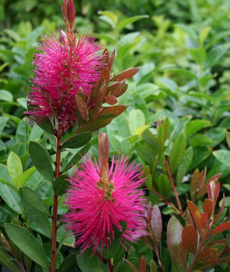 Callistemon viminalis Hot Pink