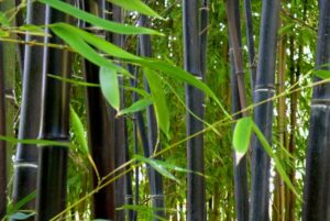 PHYLLOSTACHYS NIGRA